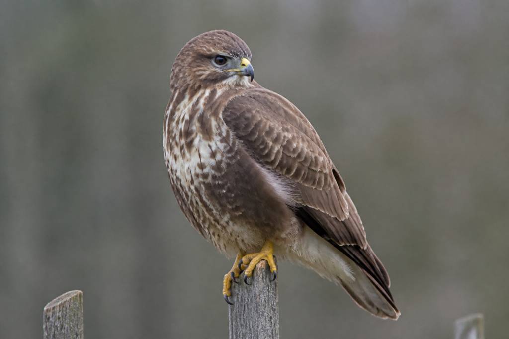 Identification tous les rapaces en France pour reconnaître les espèces en vol et au sol