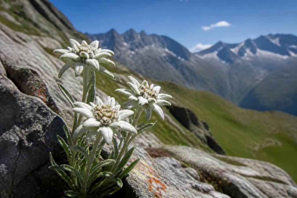 Croix de Savoie : plante alpine emblématique et usages naturels